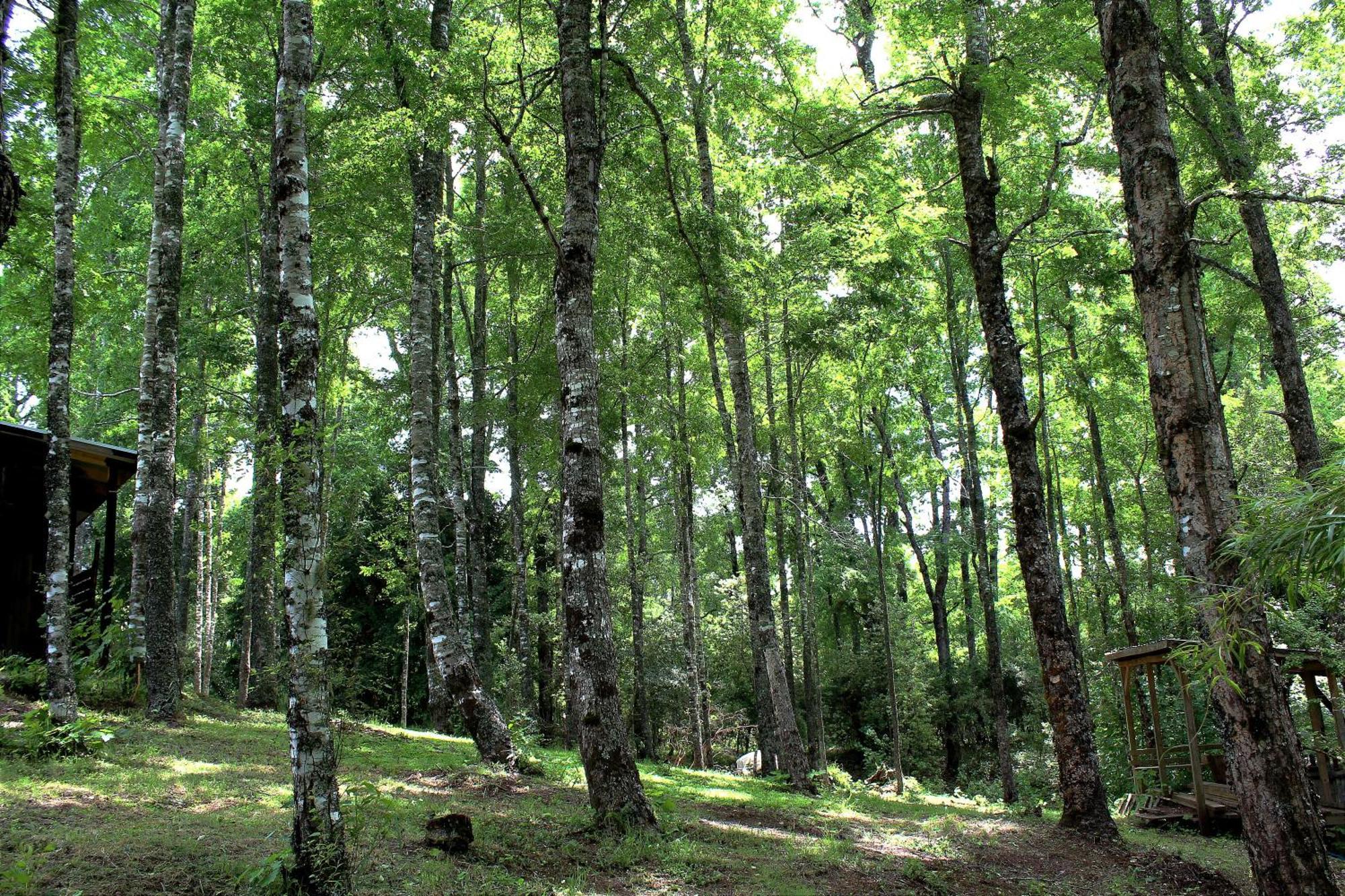 Cabanas Am Berg Pucón Dış mekan fotoğraf